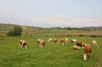 ANT vegetal și zootehnic, mai mare pentru anul de cerere 2021