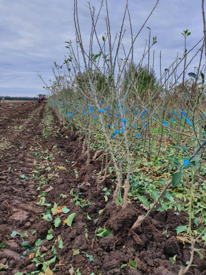 În plin sezon de plantări, recomandări de la specialiști pentru pomicultori