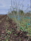 În plin sezon de plantări, recomandări de la specialiști pentru pomicultori
