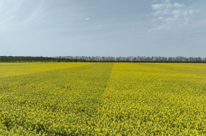 Pentru o cultură de rapiță de succes, recomandări agrotehnice de la Syngenta
