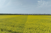 Pentru o cultură de rapiță de succes, recomandări agrotehnice de la Syngenta