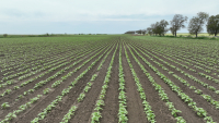 Cultivată corect, floarea-soarelui poate învinge seceta