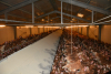 Proteinele animale procesate (PAP) ar putea fi introduse din nou în hrana păsărilor și porcilor