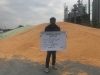PRICEPUTU porumbului Pioneer P0937: pasiune, producție, performanță