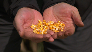 Produsele biologice ajută culturile să utilizeze eficient resursele disponibile și să susțină performanța fermei