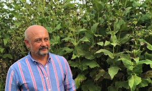 Planta cupă. Se seamănă o dată și 15 ani se recoltează