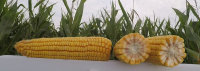 29.877 kg/ha, producția medie într-o fermă americană, obținută cu hibridul Pioneer® P0720AM™