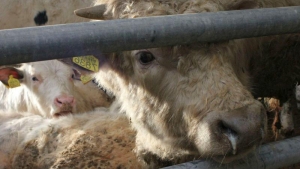 Excedent în comerţul internaţional cu animale vii