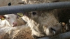 Excedent în comerţul internaţional cu animale vii