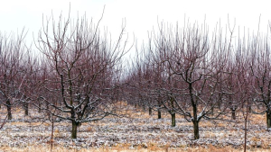 Recolte bogate și sănătoase. Protecția fungică a pomilor fructiferi în repaus vegetativ și în vegetație