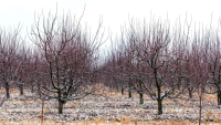 Recolte bogate și sănătoase. Protecția fungică a pomilor fructiferi în repaus vegetativ și în vegetație
