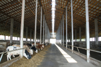 APIA eliberează adeverințe crescătorilor de animale care apelează la credite pentru finanțarea activităților curente