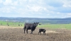 «Combină» pentru pășuni, vaca de carne