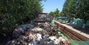 Toţi porcii din mai multe comune doljene, sacrificaţi din cauza pestei porcine africane