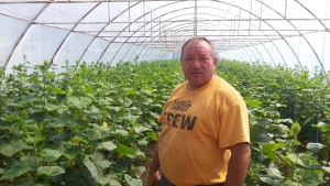 Sacrificii mari și profituri mici, în legumicultură