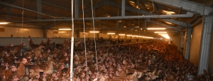 Bunăstarea păsărilor, start la cererile de plată pentru 2020