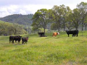 1-15 decembrie 2021, APIA primește cererile inițiale de solicitare a ajutorului de stat în sectorul creșterii animalelor pentru anul 2022