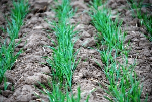 Agrometeo 23-29 octombrie 2018 – seceta afectează creșterea grâului