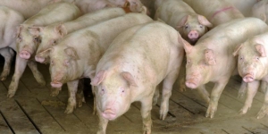 Fără PPA în Satu Mare. Rămân unele restricții