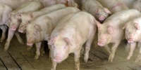 Fără PPA în Satu Mare. Rămân unele restricții