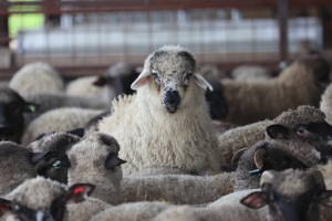 Reluarea exportului de ovine în Regatul Arabiei Saudite