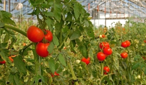 Trufandale oltenești. Ajutorul de minimis plătit pentru producția lor reprezintă miza