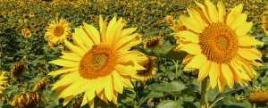 5 greșeli întâlnite la cultura de floarea-soarelui