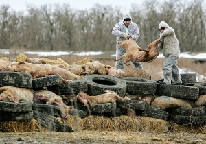 ANSVSA anunță cuantumul primelor plăți compensatorii efectuate către crescătorii de porci afectați de pierderea animalelor în acțiunile de lichidare rapidă a focarelor de PPA