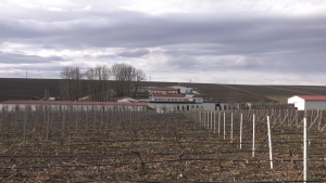 Domeniile Lungu, vinuri și fructe de poveste