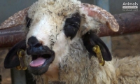 Peste 5.300 de locuri noi de muncă, cu condiția sacrificării ovinelor în România