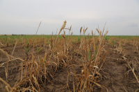 Vara fierbinte a agriculturii românești