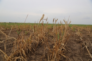 Bugetul MADR, suplimentat. Adrian Oros promite ajutoare pentru întreaga agricultură