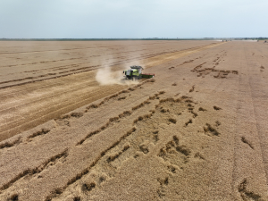 Consecințe grave pentru agricultură prin adoptarea în forma actuală a plafonării adaosului comercial la produsele agricole, inclusiv îngrășăminte, furaje și pesticide