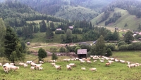 Ordinul 180, făcut „pe genunchi” la MADR, poate distruge ani de muncă în creșterea animalelor