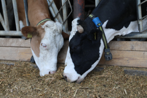 Adeverințele APIA, maculatură pentru crescătorii de bovine