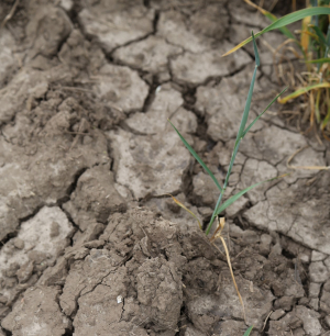 10 priorități ale agriculturii românești, de rezolvat cât mai urgent