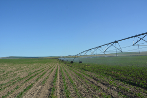 Fermierii propun elaborarea și aplicarea unei strategii naționale de gestiune integrată a apei pentru agricultură