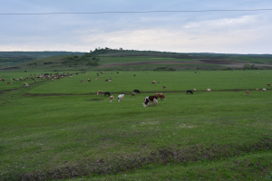 „Comportamentul Animalelor și Bunăstare”, nou program de licență în cadrul Facultății de Zootehnie de la USAMV Cluj-Napoca