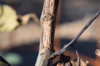Surprinzător, cariul scoarței este prezent la pomii tineri