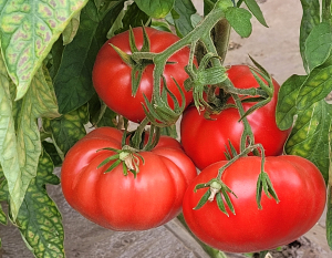 Programul „Tomata”: 15 iulie – valorificarea și 18 iulie – depunerea documentelor