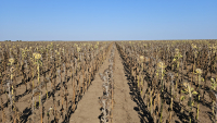 Măsuri de sprijin pentru finanțarea activităților agricole