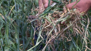 Culturi calamitate, fermieri disperați!