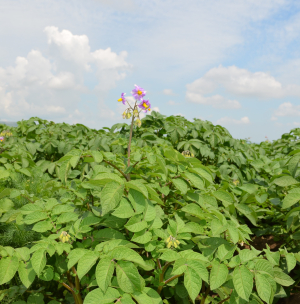 Provocările continuă pentru cultivatorii de cartof
