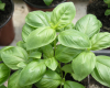 Subvenții pentru plantele aromatice