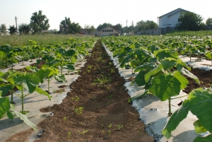 De marți, 25 aprilie 2017, ora 11, APIA primește cererile de sprijin pentru accesarea schemei de silvomediu, servicii climatice și conservarea pădurilor. Termen limită – 15 mai 2017, ora 16