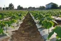 De marți, 25 aprilie 2017, ora 11, APIA primește cererile de sprijin pentru accesarea schemei de silvomediu, servicii climatice și conservarea pădurilor. Termen limită – 15 mai 2017, ora 16