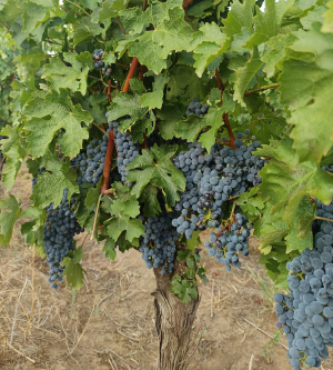 Un instrument esențial în strategiile viticultorilor de gestionare a bolilor, Talendo