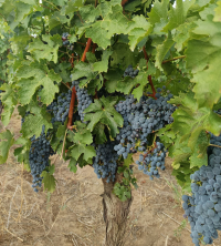Un instrument esențial în strategiile viticultorilor de gestionare a bolilor, Talendo