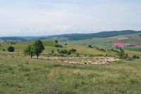 Cel mai priceput fermier în domeniul pășunatului