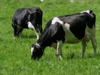 Subvenţiile crescătorilor de bovine şi ovine, plătite integral
